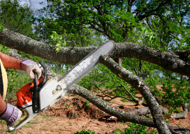 How Our Tree Care Process Works  in  Edwardsburg, MI